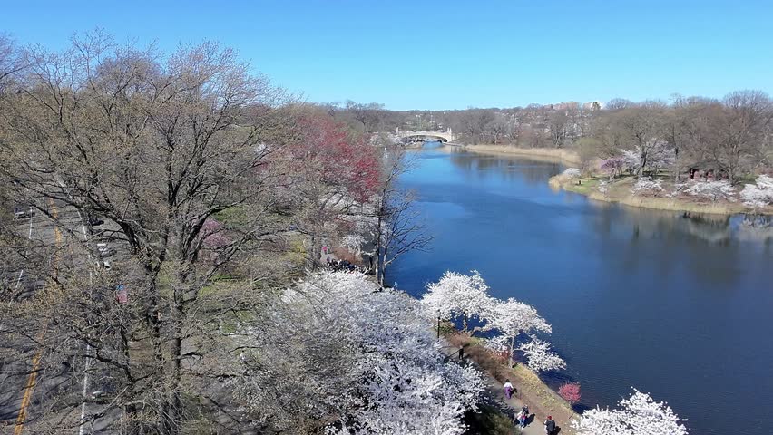 a aerial view of the Cherry Blossom Festival in Branch Brook Park Newark, New Jersey