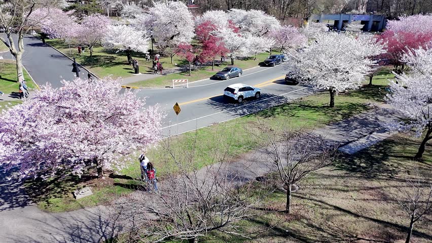 a aerial view of the Cherry Blossom Festival in Branch Brook Park Newark, New Jersey