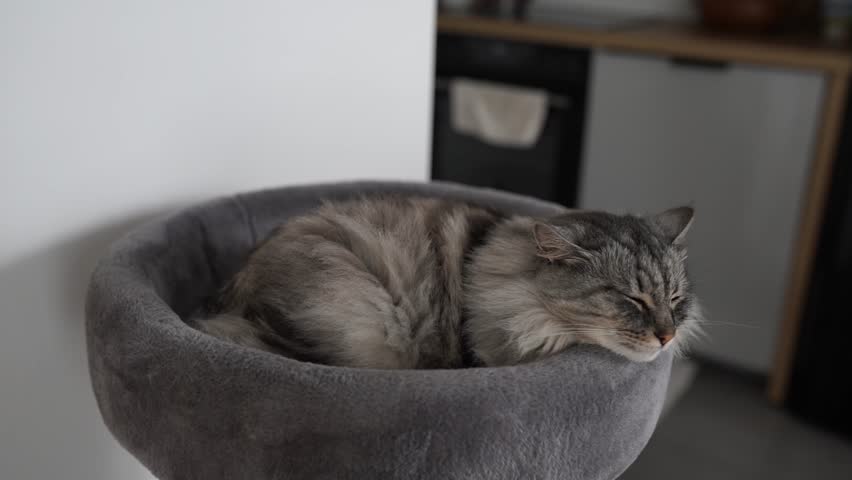 sleeping fluffy gray cat in cozy soft basket on cat tree bed. pets in the family