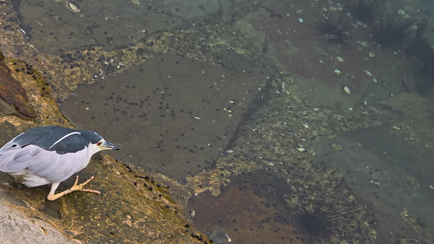 Black-Crowned Night Heron Bird By the Water in Striking Positing Waiting For Fish to Come Close
