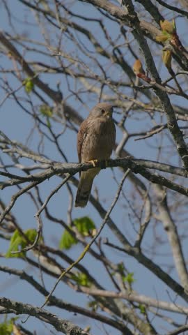 Kestrel Perched in a Tree