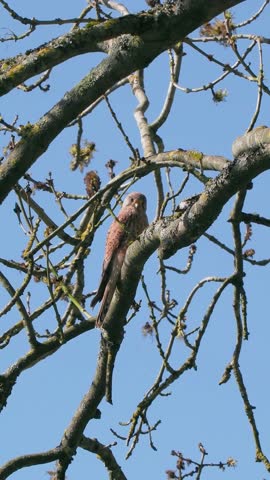 Kestrel Perched in a Tree