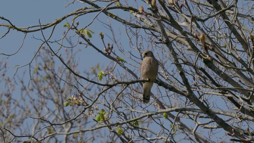 Kestrel Perched in a Tree