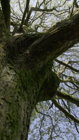Tree trunk and branches with camera move.
Camera pointing up moves out from a tree trunk in Canon Hill Park, Birmingham.