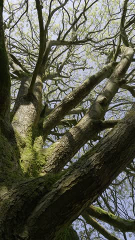 Tree trunk and branches with camera move.
Camera pointing up moves out from a tree trunk in Canon Hill Park, Birmingham.