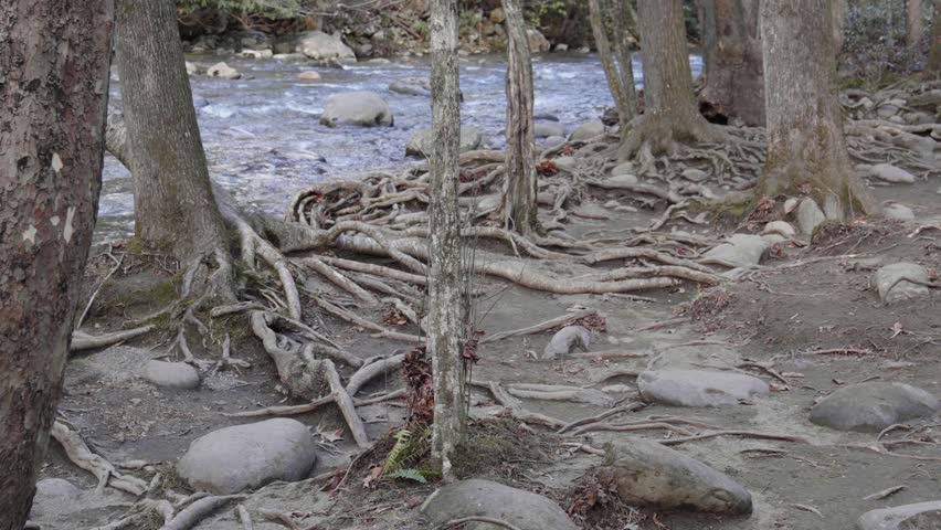 Tree roots on a trail along The West Prong Little Pigeon River in The Great Smoky Mountains National Park.