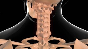 human skeleton cervical vertebrae pain anatomy for medical concept 3D animation - Powered by Shutterstock - Get 15% off with code: PIKWIZARD15