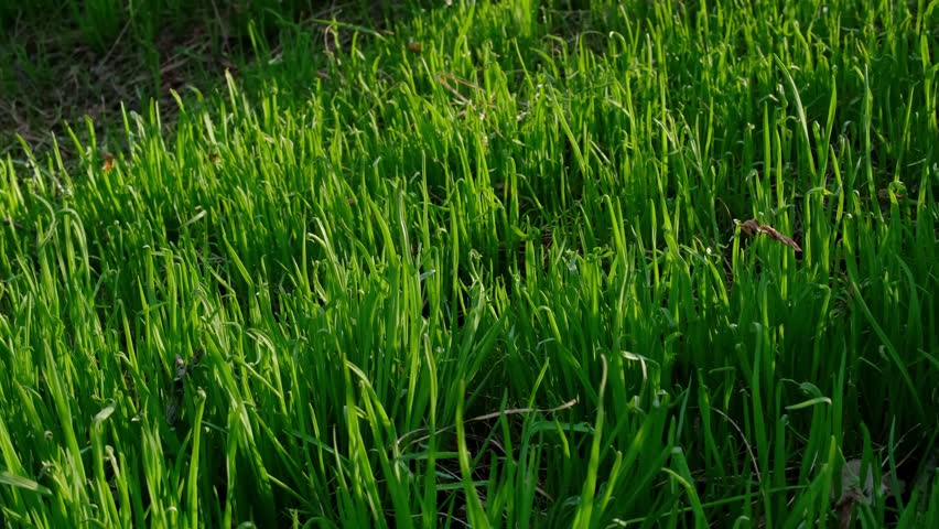 Collecting wild onions in the forest in early spring. The man is holding a wild bow. The hand collects wild onions in the forest.