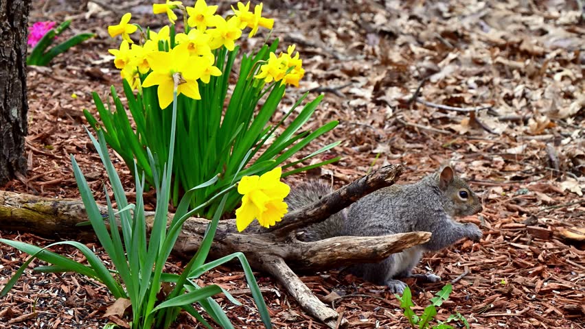 Sciurus carolinensis - Eastern Grey Squirrel, A squirrel searches for food in the forest litter near New Jersey in the forest, USA