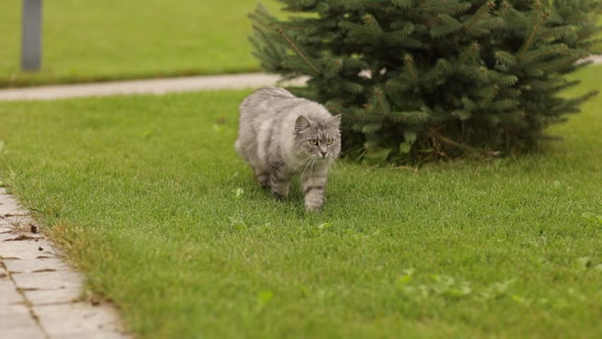 Graceful gray tabby cat walks on pavement pathway between green grass lawn at backyard home outdoors. Beautiful grey feline pet goes and looks at camera. Domestic animal in the nature on summer day.