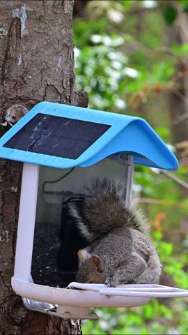 Sciurus carolinensis - Eastern Grey Squirrel, squirrel sitting in a feeder and eating sunflower seeds, suburban New Jersey