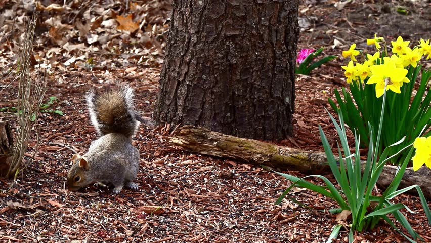Sciurus carolinensis - Eastern Grey Squirrel, A squirrel searches for food in the forest litter near New Jersey in the forest, USA