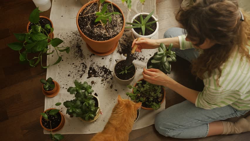 Female gardening enthusiast carefully repotting houseplants inside apartment, ginger cat observing green leafy surroundings with curious expression, showcasing peaceful indoor plant care moment