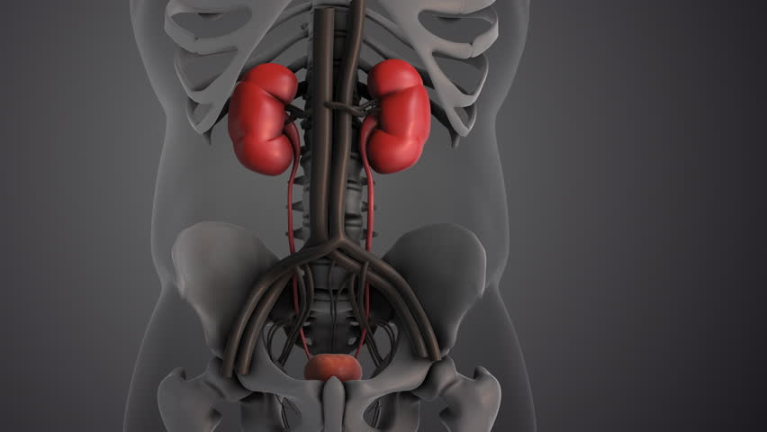 Kidney and Bladder Functions in Urinary System