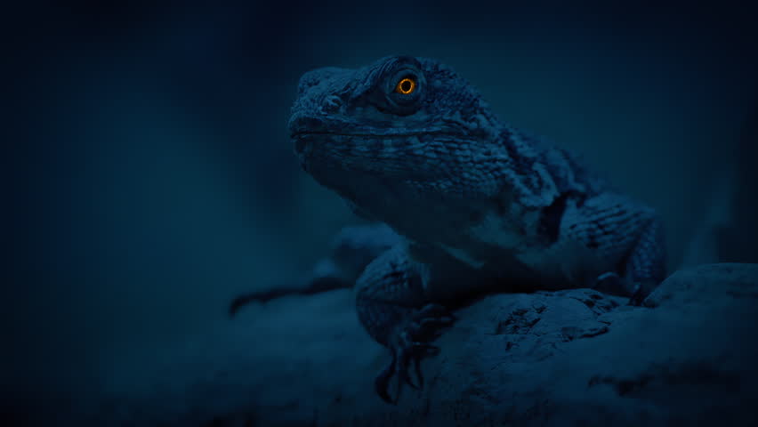 Lizard With Glowing Eyes In Dark Jungle