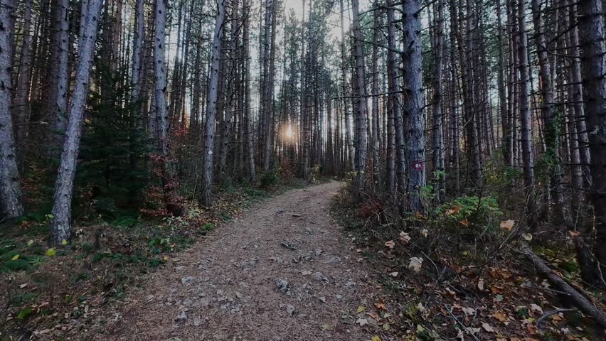 Stroll a peaceful forest path surrounded by lush foliage, vibrant greenery, and soft sun rays filtering through the canopy. A tranquil, scenic outdoor trail perfect for hiking and nature adventure