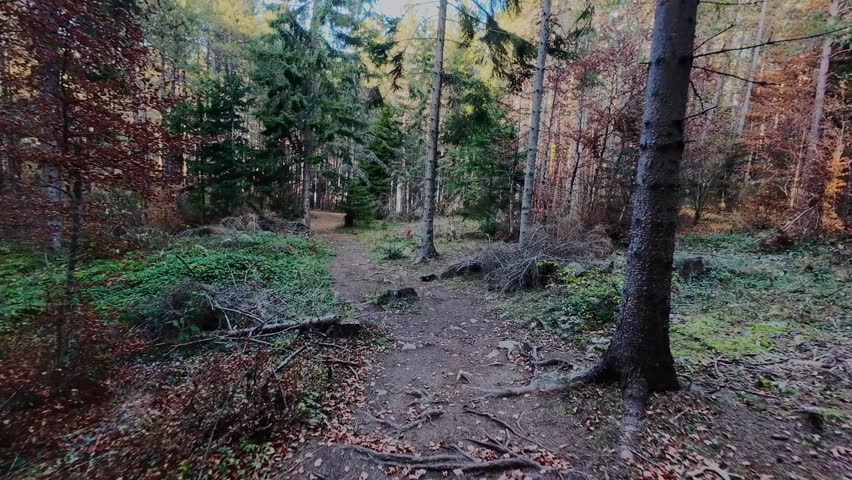 Stroll a peaceful forest path surrounded by lush foliage, vibrant greenery, and soft sun rays filtering through the canopy. A tranquil, scenic outdoor trail perfect for hiking and nature adventure