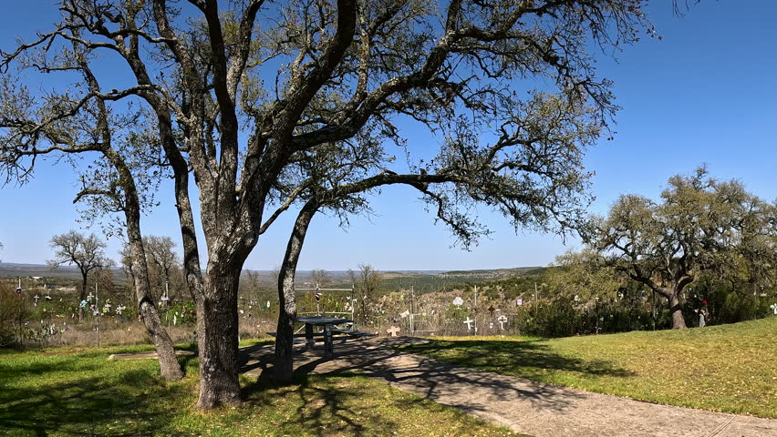 Live oaks in Austins Hill Country