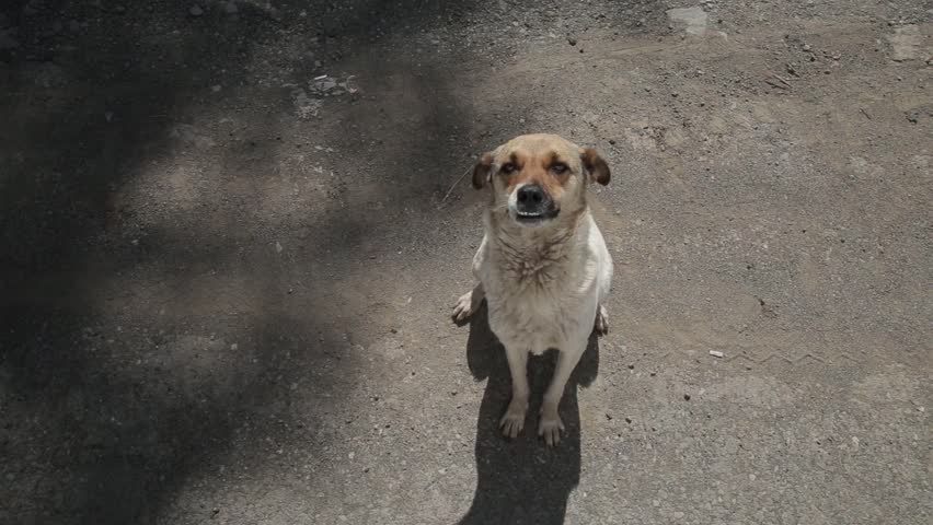 A small, mixed-breed dog sits on a gravel road, looking up at the camera. The dog has a slightly goofy expression and a wagging tail.
