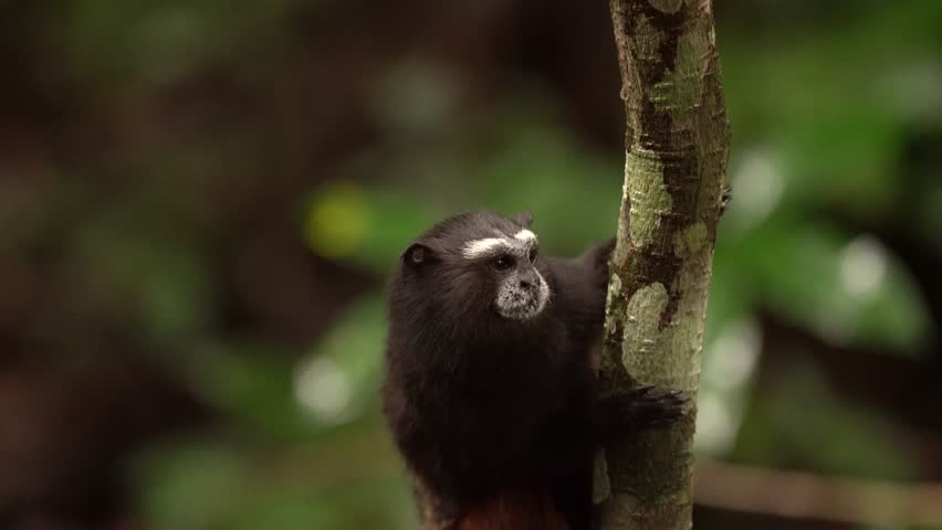 Saguinus nigricollis is a species of New World primate that occurs in Brazil, Ecuador, Colombia and Peru. It occurs between the Putumayo and Solimões rivers.