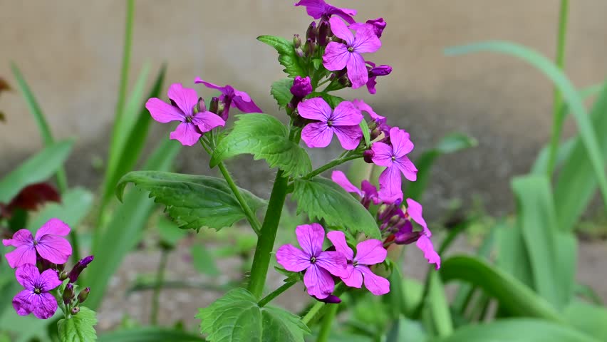 the very nice colorful spring flower in the sunshine