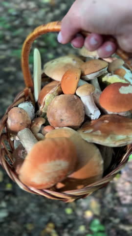 Embark on an enchanting adventure of Autumn Mushroom Foraging in Natures abundant bounty