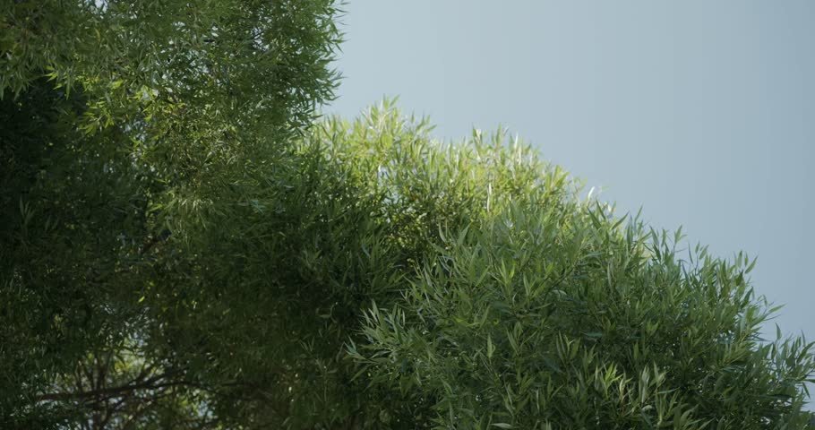 Static shot of lush green tree branches swaying gently in the breeze under a clear sky. Tranquil, natural setting perfect for relaxation or peaceful outdoor scenes.