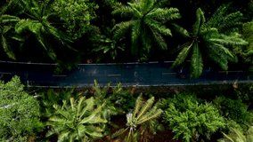An aerial view captures a winding road framed by tall palm trees in the heart of Thailand Chumphon lush landscapes. This serene moment showcases the beauty of nature and tranquility. couple bicycle  - Powered by Shutterstock - Get 15% off with code: PIKWIZARD15