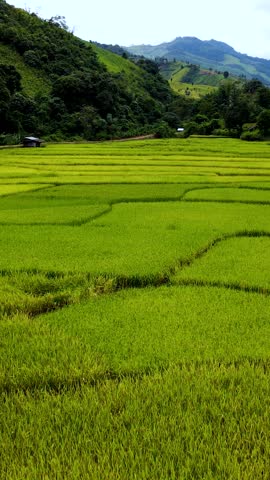 Vibrant green rice fields stretch across the hills of Chiang Mai, showcasing the beauty of Thailands countryside. Walk through serene landscapes and enjoy the harmony of nature.