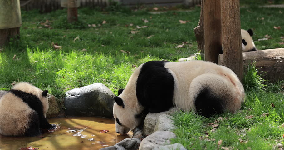 Giant panda family playing and drinking water at the zoo