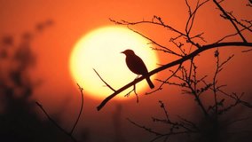 Bird silhouettes at sunset, dusk branches, twilight sky, orange hue, tranquil nature, aesthetic mood, resting and flying birds, evening outdoors, artistic silhouettes - Powered by Shutterstock - Get 15% off with code: PIKWIZARD15