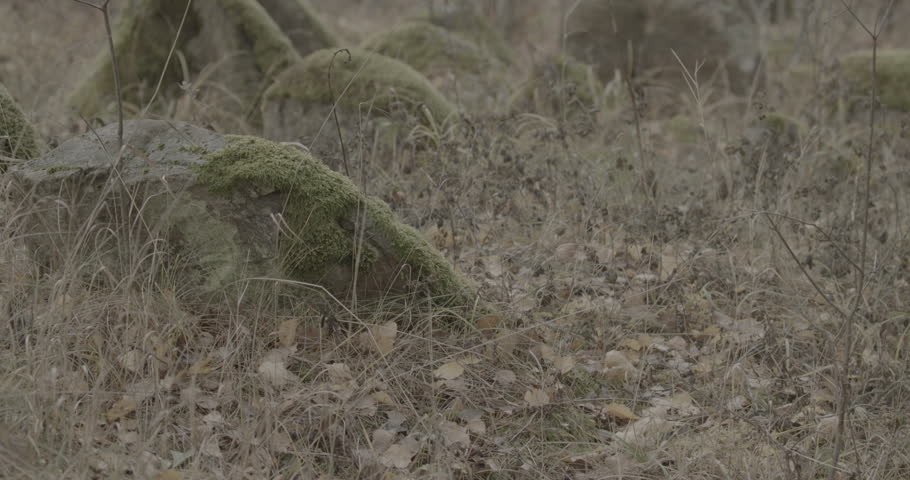 Old Stone Cross In Ancient Graveyard. Slavic Orthodox tombs burials. Babtsy, Vitebsk Region, Belarus. Ungraded C-LOG 2, ungraded, canon c-log