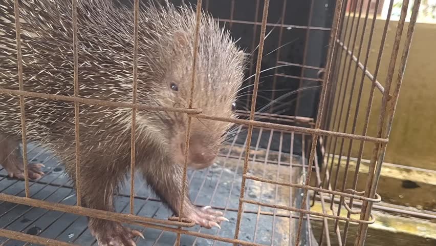 Landak Jawa or The Javan Porcupine (Hystrix javanica) is an endemic animal of Indonesia that has its own uniqueness, namely sharp spines on its body