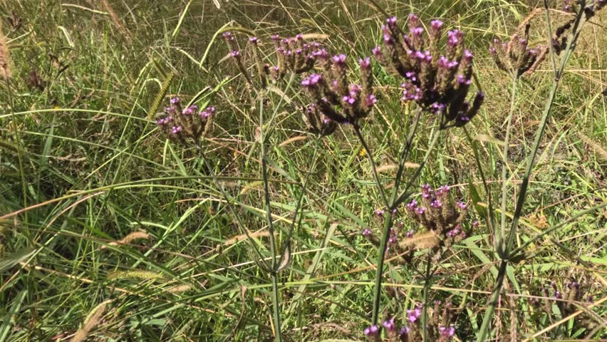 Detailed view of purple wildflowers surrounded by lush green grass in a sunlit meadow.