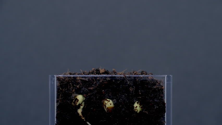Section view of nature growth process as seeds germinate and sprout into small plants.