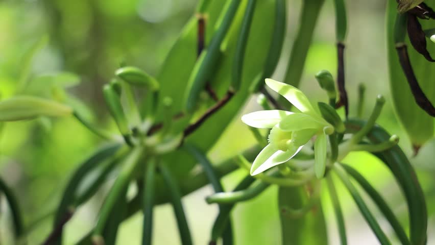A closeup footage of the vanilla plants growing in a garden on a sunny day, with blurred background
