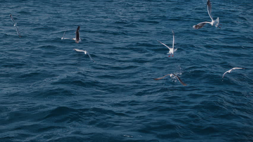 Seabird flying over rolling ocean swells, steady slow motion flight and blue tone