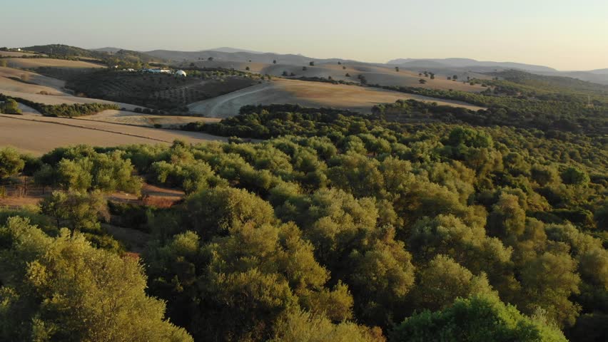 Olive groves on Andalusian hills during golden hour, scenic rural landscape, farming, Spain. Aerial forward