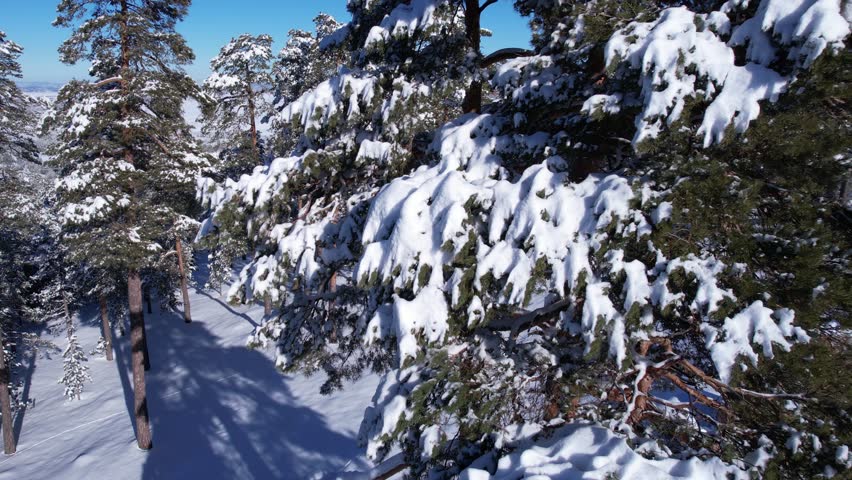 Drone Shot of Snow Capped Pine Trees in Idyllic Winter Landscape on Sunny Day in Mountains