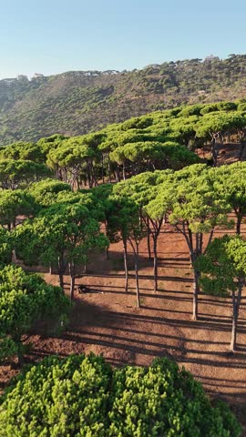 Aerial View of Lush Pine Forest in Lebanon Under a Clear Blue Sky

