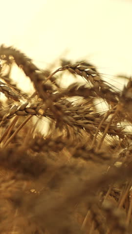 Vertical Video of Swaying Wheat in Warm Sunlight