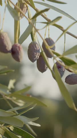 Vertical Screen: Sunlight filters through olive branches laden with ripe olives, creating a picturesque scene in an olive grove