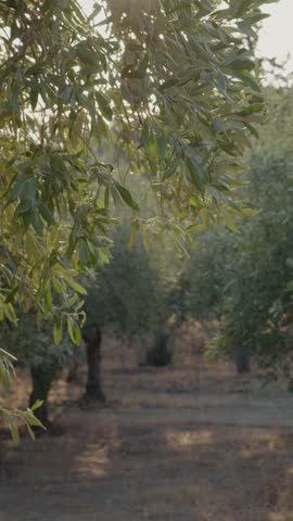 Vertical Screen: Summer holidays in the village walking between olive trees. Green olive tree lit by the rays of the sun, gently swinging in the wind.