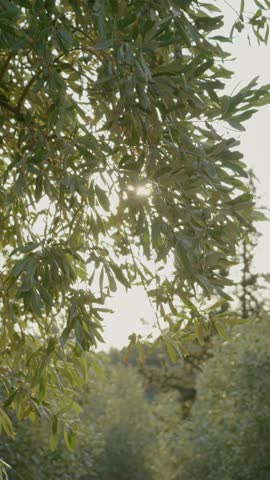 Vertical Screen: Soft sunlight filtering through verdant olive branches, casting golden rays across tranquil Tuscan grove, revealing intricate details of lush Mediterranean landscape