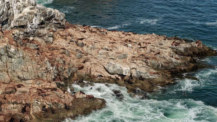 Telephoto aerial of sea lions at the Seagul islet, in sunny Laguna Verde, Chile