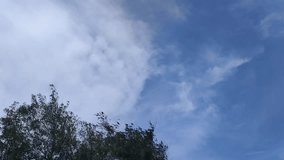 Tilt-up video of a dry tree with bare branches reaching toward a blue sky. Natural scene depicting drought, loneliness, or seasonal change in a peaceful outdoor environment - Powered by Shutterstock - Get 15% off with code: PIKWIZARD15