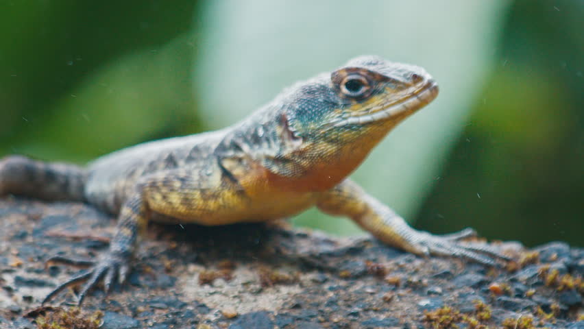 Lizard rests on the rock in a humid tropical forest with drops of water flying in the air