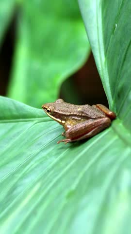 camera shot of a frog on a leaf