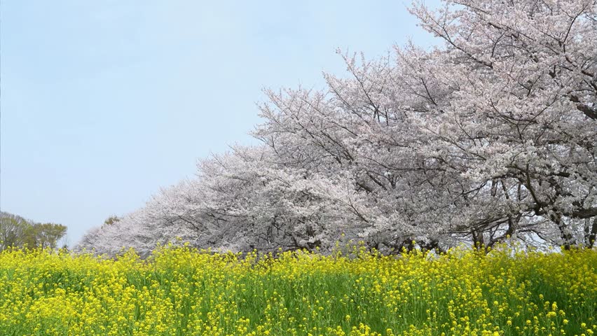 Rows of cherry blossoms, rape blossoms and blue skies