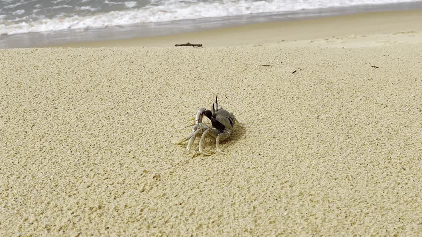 Cute Tropical Crab on Sandy Beach in Paradise Island Setting, Ocean Wildlife, Exotic Sea Creature, Summer Vacation, Warm Sunny Beach, Seashore Life, Coastal Tourism, Travel Nature 4K Footage. Thailand